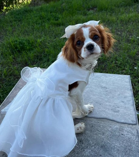 Wedding Dog Dress